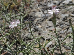 Stephanomeria parryi