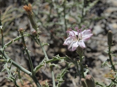 Stephanomeria parryi