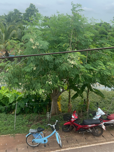 Moringa tree