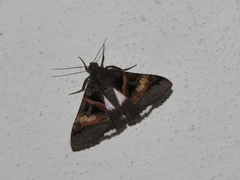 Melipotis nigrobasis
