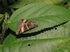 Melipotis nigrobasis