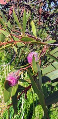 Eucalyptus albopurpurea