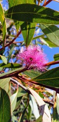 Eucalyptus albopurpurea