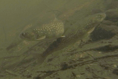 Salvelinus malma