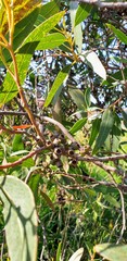 Eucalyptus albopurpurea