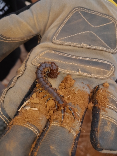 African Giant Centipede photo 3