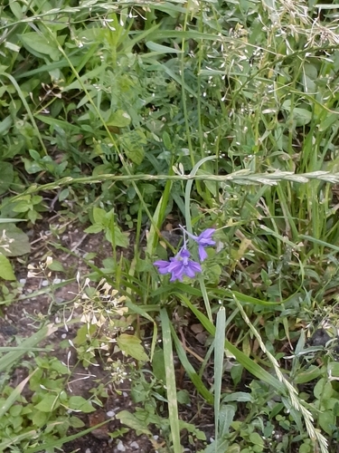 Наблюдение на iNaturalist