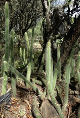 Nyctocereus serpentinus