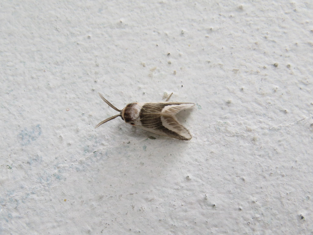 Mesoscia pascora
