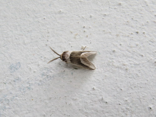 Mesoscia pascora