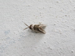 Mesoscia pascora