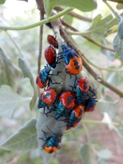 Euthyrhynchus floridanus