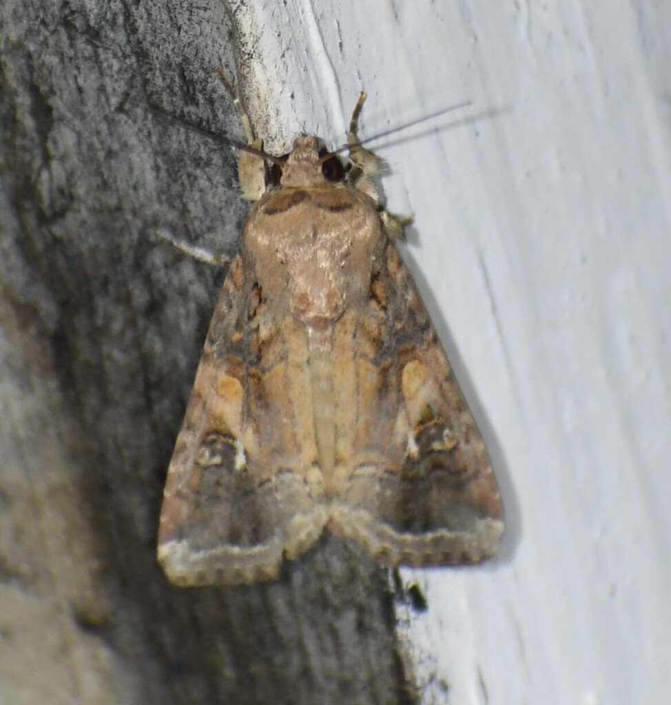 Fall Armyworm Moth from South Side, Corpus Christi, TX, USA on July 2 ...