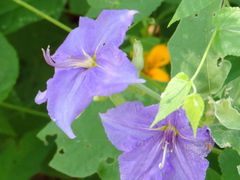 Solanum houstonii