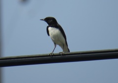 Oenanthe albonigra