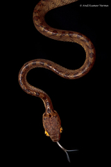 Beddome's Cat Snake photo 4