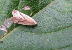 Micrathetis dasarada