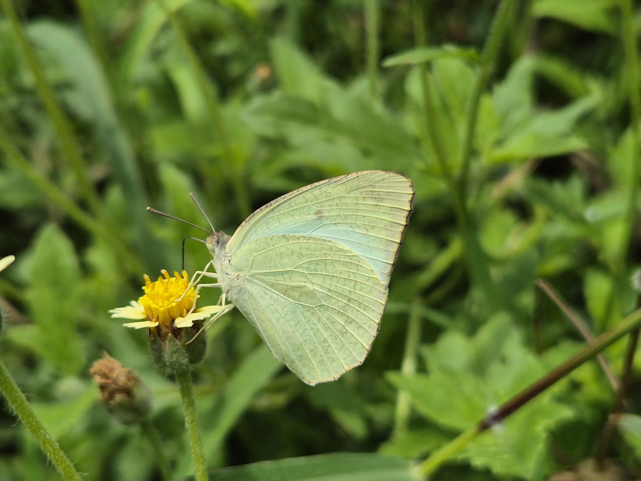 Mottled Emigrant