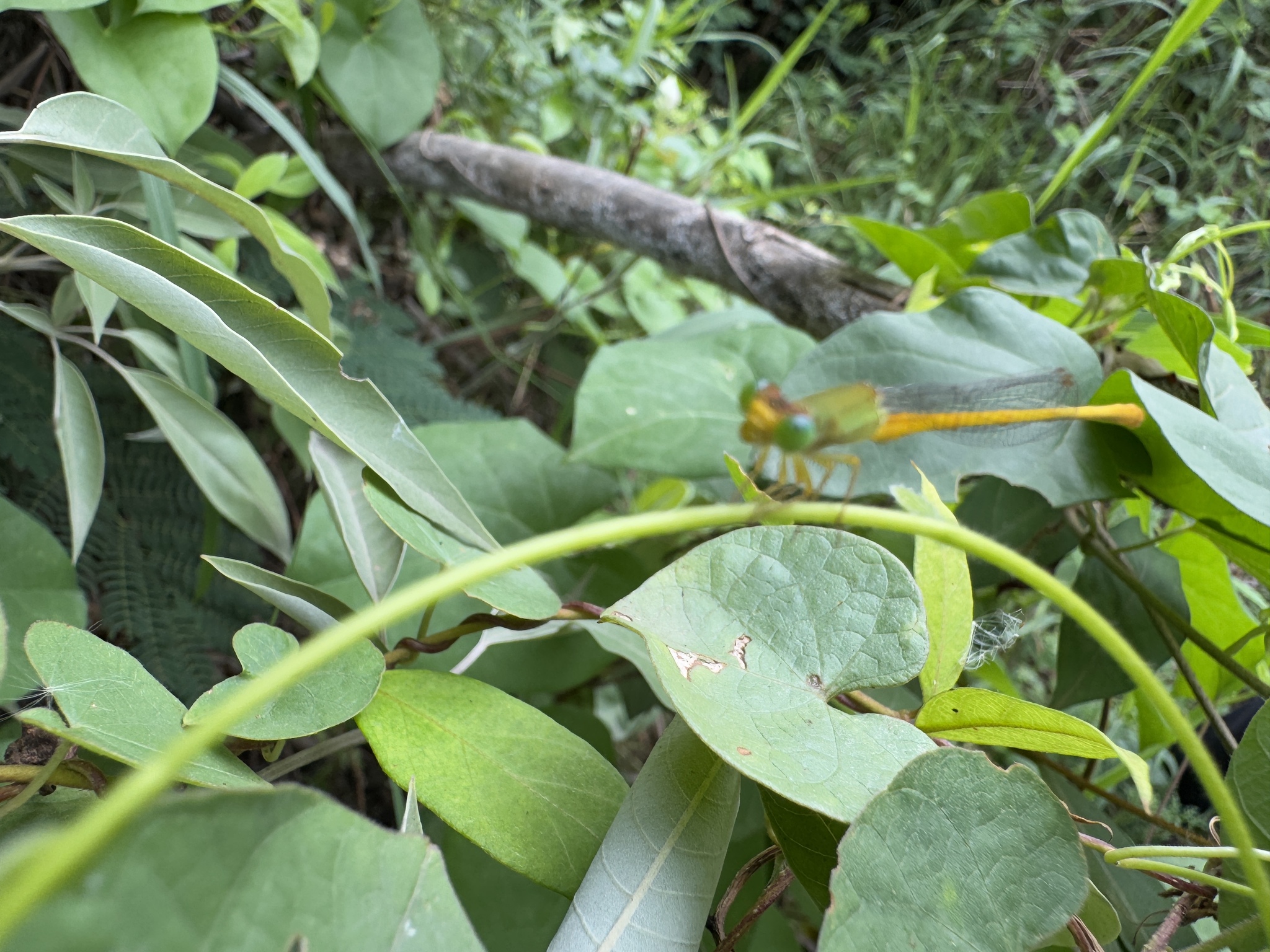Coromandel Marsh Dart