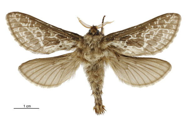 Aoraia lenis