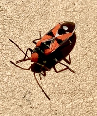 Melanerythrus mactans