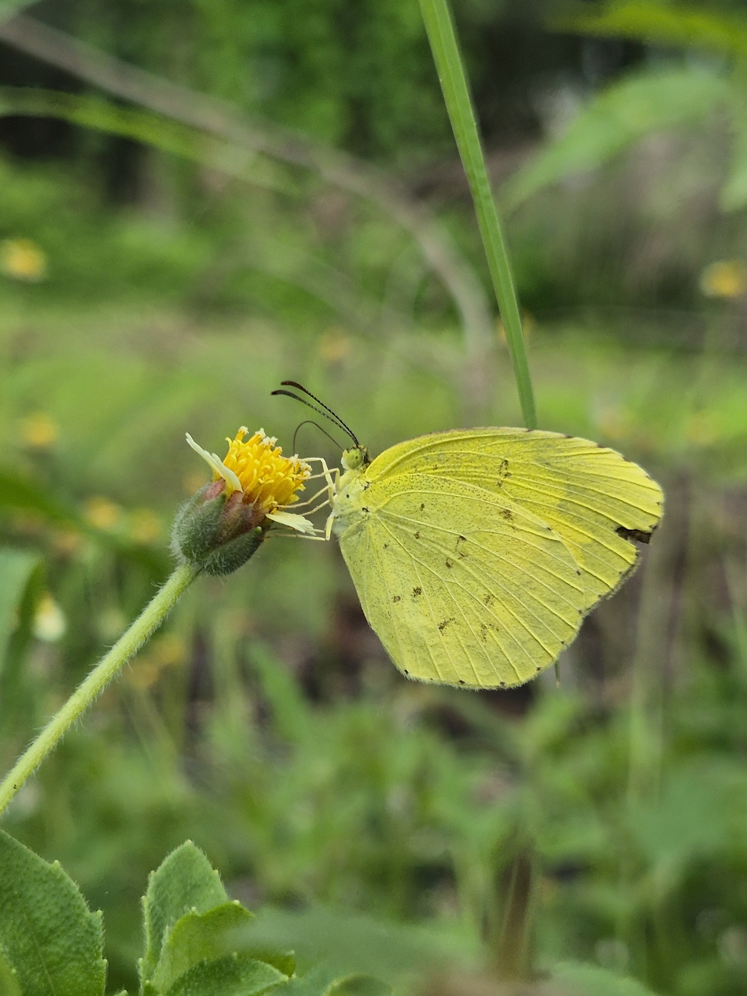 Common Grass Yellow