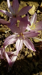 Colchicum feinbruniae