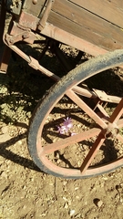 Colchicum feinbruniae