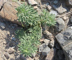Reseda aucheri