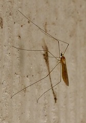 Gonomyia