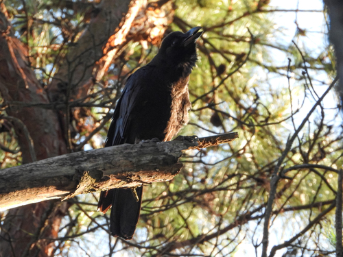 Large-billed Crow