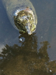 Apalone spinifera aspera