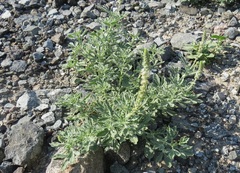 Reseda aucheri