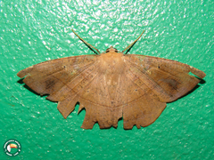 Microgonia perfulvata