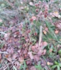 Circaea canadensis quadrisulcata