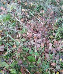 Circaea canadensis quadrisulcata