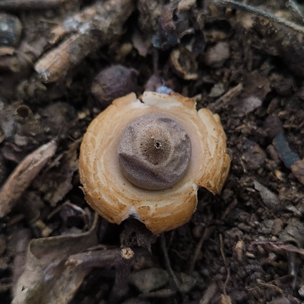 Geastrum · July 2025 · photo: © zedt (iNaturalist, cc-by)