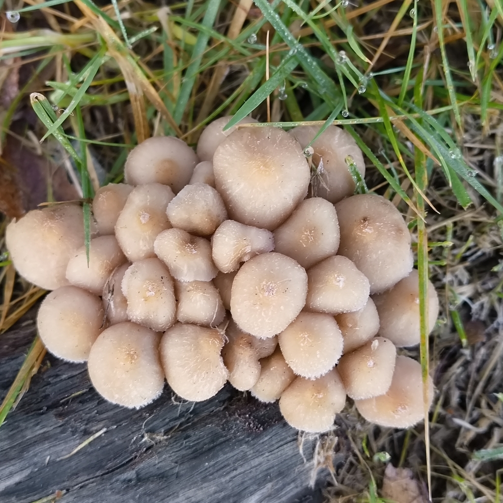 Mycena clarkeana