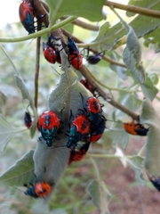 Euthyrhynchus floridanus