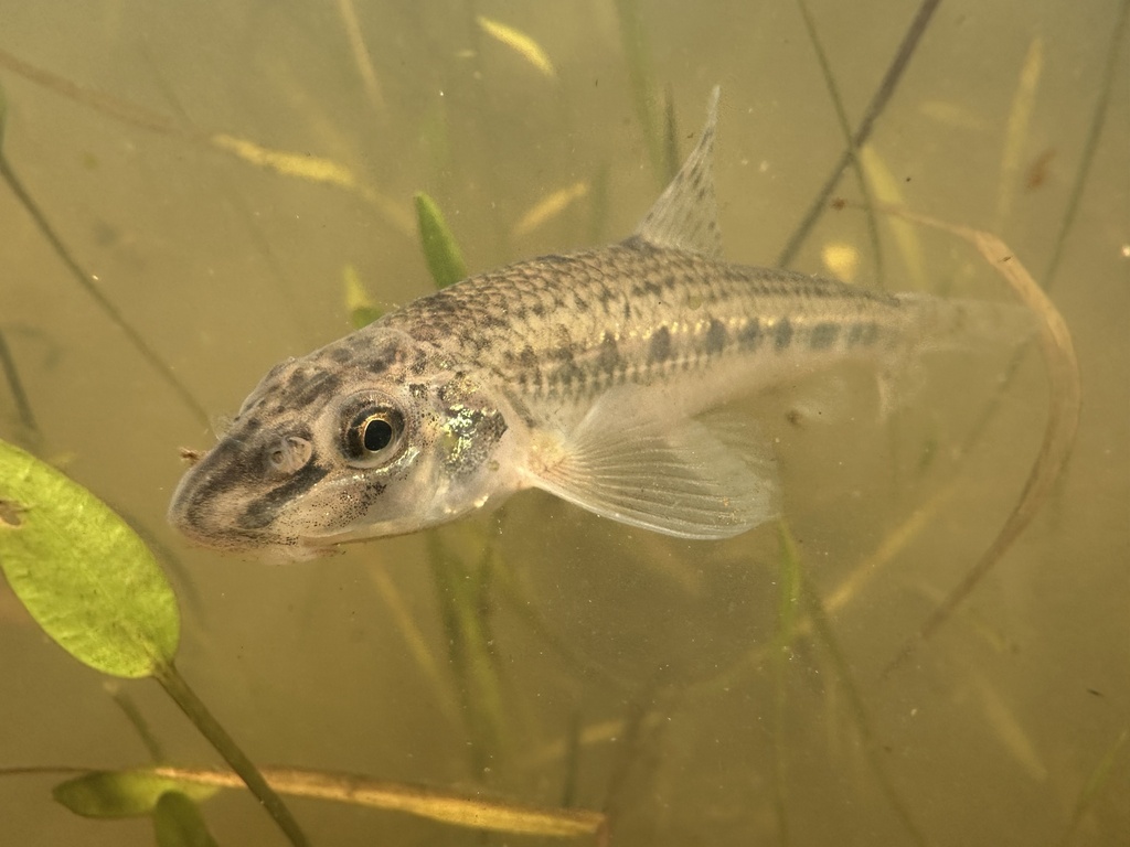 Volga Gudgeon