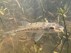 Volga Gudgeon photo 2