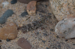 Trimerotropis huroniana