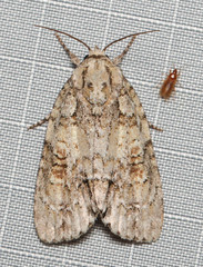 Acronicta exilis