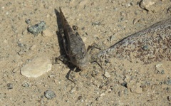 Sphingonotus rubescens rubescens