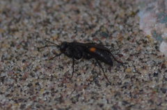 Anoplius semicinctus