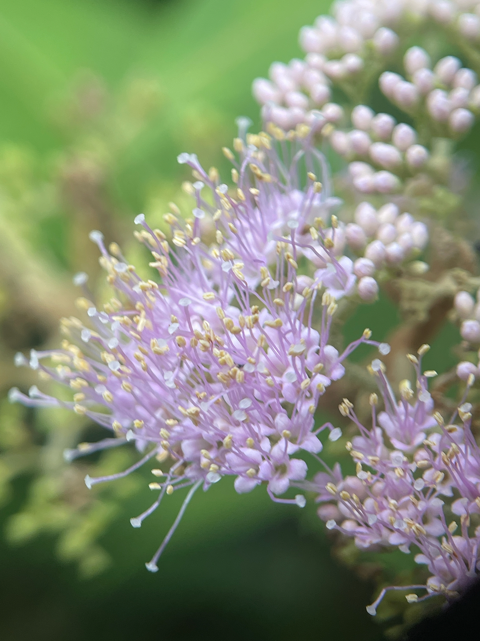 Callicarpa pedunculata (Callicarpa pedunculata)