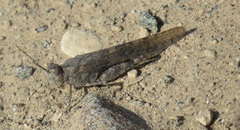 Sphingonotus rubescens rubescens