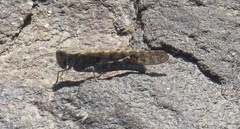 Sphingonotus rubescens