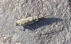 Acrotylus insubricus