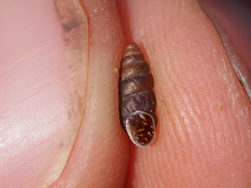 Chondrina avenacea